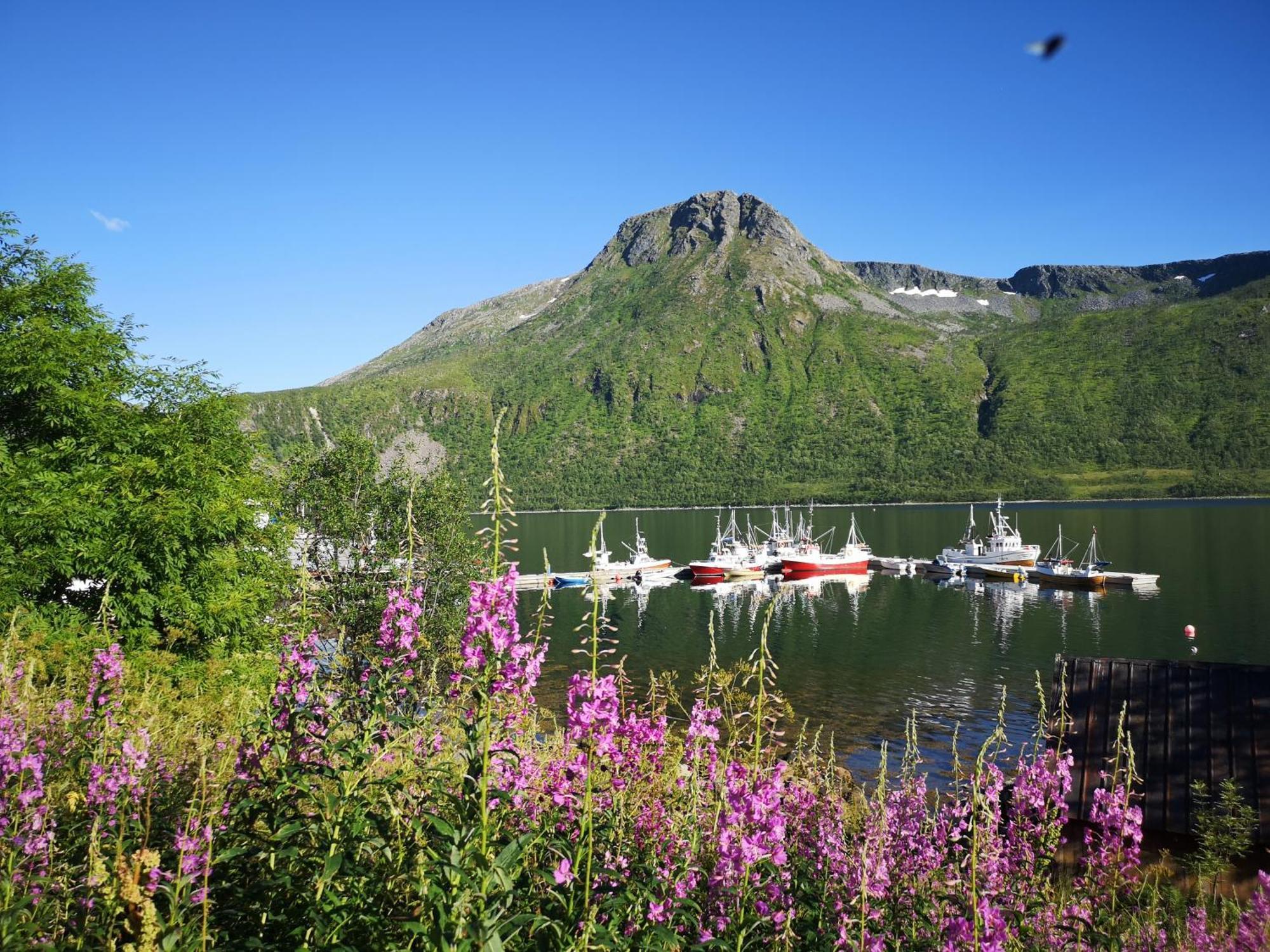 Ferrytale, Cozy, Spacious House On Senja Gryllefjord Exterior foto